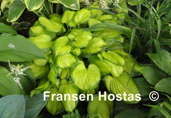 Hosta Stained Glass